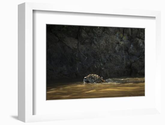 Jaguar (Panthera Onca) Male, Northern Pantanal, Mato Grosso Brazil-Pete Oxford-Framed Photographic Print