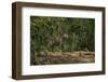 Jaguar (Panthera Onca) Male. Northern Pantanal, Mato Grosso, Brazil-Pete Oxford-Framed Photographic Print