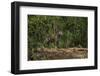 Jaguar (Panthera Onca) Male. Northern Pantanal, Mato Grosso, Brazil-Pete Oxford-Framed Photographic Print