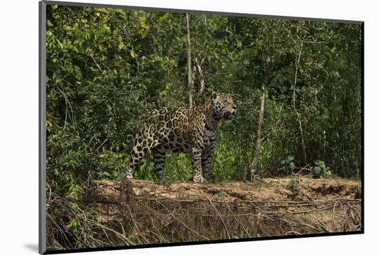 Jaguar (Panthera Onca) Male. Northern Pantanal, Mato Grosso, Brazil-Pete Oxford-Mounted Photographic Print