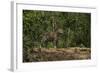 Jaguar (Panthera Onca) Male. Northern Pantanal, Mato Grosso, Brazil-Pete Oxford-Framed Photographic Print