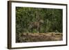 Jaguar (Panthera Onca) Male. Northern Pantanal, Mato Grosso, Brazil-Pete Oxford-Framed Photographic Print