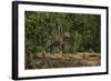 Jaguar (Panthera Onca) Male. Northern Pantanal, Mato Grosso, Brazil-Pete Oxford-Framed Photographic Print