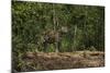 Jaguar (Panthera Onca) Male. Northern Pantanal, Mato Grosso, Brazil-Pete Oxford-Mounted Photographic Print