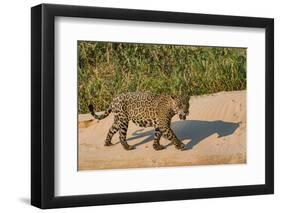 Jaguar (Panthera onca) male on riverbank, Cuiaba River, Pantanal, Brazil-Jeff Foott-Framed Photographic Print