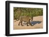 Jaguar (Panthera onca) male on riverbank, Cuiaba River, Pantanal, Brazil-Jeff Foott-Framed Photographic Print