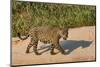 Jaguar (Panthera onca) male on riverbank, Cuiaba River, Pantanal, Brazil-Jeff Foott-Mounted Photographic Print