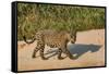 Jaguar (Panthera onca) male on riverbank, Cuiaba River, Pantanal, Brazil-Jeff Foott-Framed Stretched Canvas