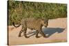 Jaguar (Panthera onca) male on riverbank, Cuiaba River, Pantanal, Brazil-Jeff Foott-Stretched Canvas