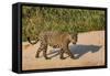 Jaguar (Panthera onca) male on riverbank, Cuiaba River, Pantanal, Brazil-Jeff Foott-Framed Stretched Canvas