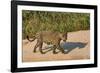 Jaguar (Panthera onca) male on riverbank, Cuiaba River, Pantanal, Brazil-Jeff Foott-Framed Photographic Print