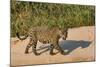 Jaguar (Panthera onca) male on riverbank, Cuiaba River, Pantanal, Brazil-Jeff Foott-Mounted Photographic Print