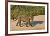 Jaguar (Panthera onca) male on riverbank, Cuiaba River, Pantanal, Brazil-Jeff Foott-Framed Photographic Print