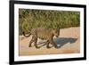 Jaguar (Panthera onca) male on riverbank, Cuiaba River, Pantanal, Brazil-Jeff Foott-Framed Photographic Print