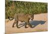 Jaguar (Panthera onca) male on riverbank, Cuiaba River, Pantanal, Brazil-Jeff Foott-Mounted Photographic Print