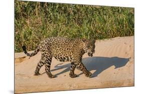 Jaguar (Panthera onca) male on riverbank, Cuiaba River, Pantanal, Brazil-Jeff Foott-Mounted Photographic Print