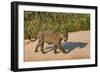 Jaguar (Panthera onca) male on riverbank, Cuiaba River, Pantanal, Brazil-Jeff Foott-Framed Photographic Print