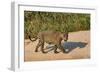 Jaguar (Panthera onca) male on riverbank, Cuiaba River, Pantanal, Brazil-Jeff Foott-Framed Photographic Print