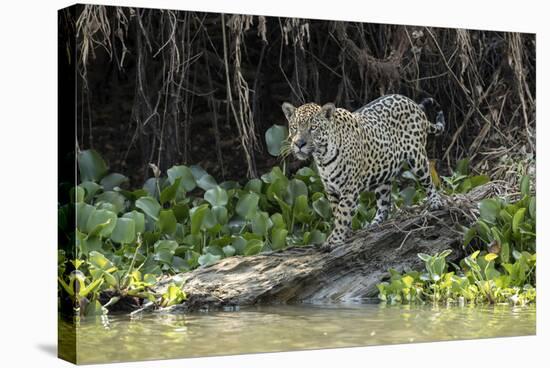 Jaguar (Panthera onca) Pantanal, Mato Grosso, Brazil-Franco Banfi-Stretched Canvas