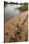 Jaguar (Panthera Onca) Tracks, Northern Pantanal, Mato Grosso, Brazil-Pete Oxford-Stretched Canvas