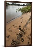 Jaguar (Panthera Onca) Tracks, Northern Pantanal, Mato Grosso, Brazil-Pete Oxford-Framed Photographic Print