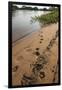 Jaguar (Panthera Onca) Tracks, Northern Pantanal, Mato Grosso, Brazil-Pete Oxford-Framed Photographic Print