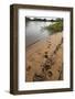 Jaguar (Panthera Onca) Tracks, Northern Pantanal, Mato Grosso, Brazil-Pete Oxford-Framed Photographic Print