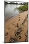 Jaguar (Panthera Onca) Tracks, Northern Pantanal, Mato Grosso, Brazil-Pete Oxford-Mounted Photographic Print