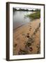 Jaguar (Panthera Onca) Tracks, Northern Pantanal, Mato Grosso, Brazil-Pete Oxford-Framed Photographic Print