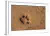 Jaguar (Panthera Onca) Tracks, Northern Pantanal, Mato Grosso, Brazil-Pete Oxford-Framed Photographic Print