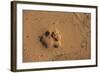 Jaguar (Panthera Onca) Tracks, Northern Pantanal, Mato Grosso, Brazil-Pete Oxford-Framed Photographic Print