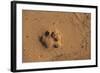 Jaguar (Panthera Onca) Tracks, Northern Pantanal, Mato Grosso, Brazil-Pete Oxford-Framed Photographic Print