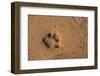 Jaguar (Panthera Onca) Tracks, Northern Pantanal, Mato Grosso, Brazil-Pete Oxford-Framed Photographic Print