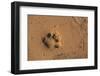 Jaguar (Panthera Onca) Tracks, Northern Pantanal, Mato Grosso, Brazil-Pete Oxford-Framed Photographic Print