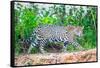 Jaguar (Panthera onca) walking on riverbank, Porto Jofre, Pantanal, Brazil-Todd Gustafson-Framed Stretched Canvas