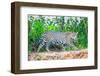 Jaguar (Panthera onca) walking on riverbank, Porto Jofre, Pantanal, Brazil-Todd Gustafson-Framed Photographic Print
