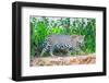 Jaguar (Panthera onca) walking on riverbank, Porto Jofre, Pantanal, Brazil-Todd Gustafson-Framed Photographic Print