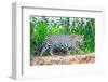 Jaguar (Panthera onca) walking on riverbank, Porto Jofre, Pantanal, Brazil-Todd Gustafson-Framed Photographic Print