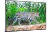 Jaguar (Panthera onca) walking on riverbank, Porto Jofre, Pantanal, Brazil-Todd Gustafson-Mounted Photographic Print