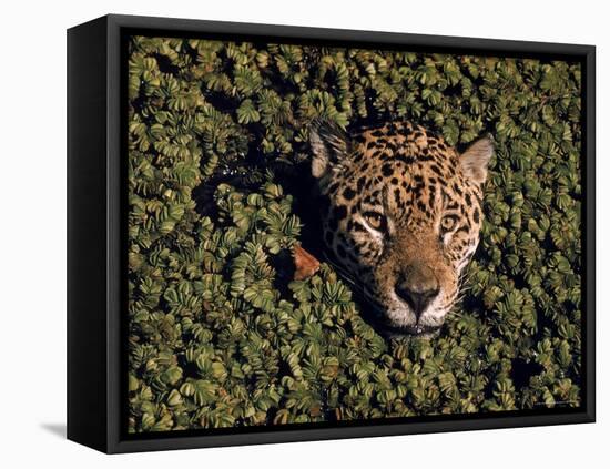 Jaguar Poking Its Head Through Plant Clogged Pool, Brazil-Dmitri Kessel-Framed Stretched Canvas