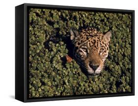 Jaguar Poking Its Head Through Plant Clogged Pool, Brazil-Dmitri Kessel-Framed Stretched Canvas