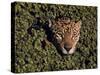 Jaguar Poking Its Head Through Plant Clogged Pool, Brazil-Dmitri Kessel-Stretched Canvas