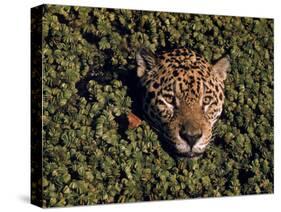 Jaguar Poking Its Head Through Plant Clogged Pool, Brazil-Dmitri Kessel-Stretched Canvas