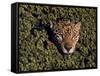 Jaguar Poking Its Head Through Plant Clogged Pool, Brazil-Dmitri Kessel-Framed Stretched Canvas
