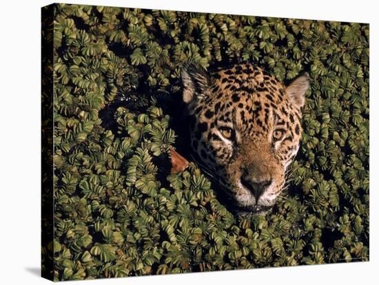 Jaguar Poking Its Head Through Plant Clogged Pool, Brazil-Dmitri Kessel-Stretched Canvas