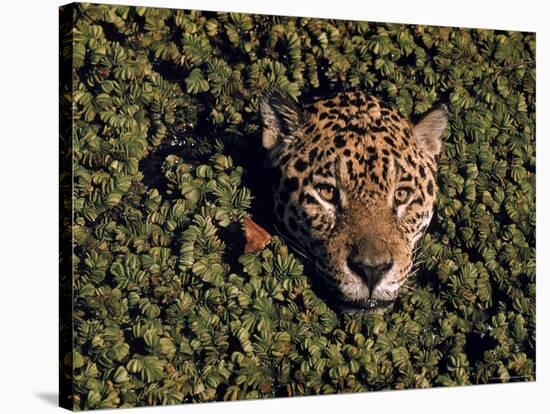 Jaguar Poking Its Head Through Plant Clogged Pool, Brazil-Dmitri Kessel-Stretched Canvas