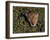 Jaguar Poking Its Head Through Plant Clogged Pool, Brazil-Dmitri Kessel-Framed Premium Photographic Print