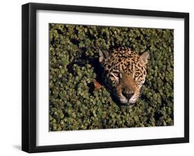 Jaguar Poking Its Head Through Plant Clogged Pool, Brazil-Dmitri Kessel-Framed Premium Photographic Print