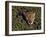 Jaguar Poking Its Head Through Plant Clogged Pool, Brazil-Dmitri Kessel-Framed Photographic Print