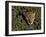 Jaguar Poking Its Head Through Plant Clogged Pool, Brazil-Dmitri Kessel-Framed Photographic Print